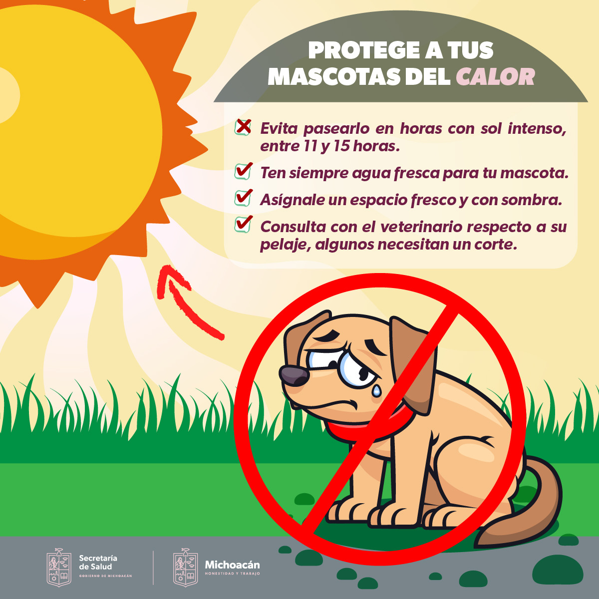 Protege A Tus Mascotas Del Calor Con Estas Recomendaciones De La SSM